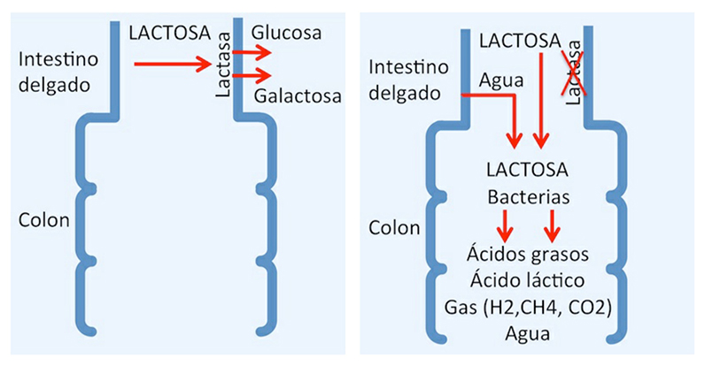 lactosa_intestino_delgado.jpg